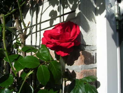 to sleep for 100 years...