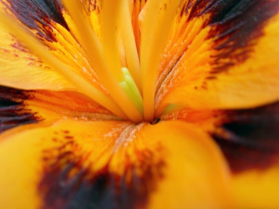 the skin of flowers 3