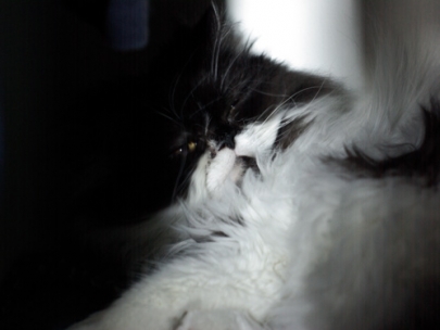 a territorial creature