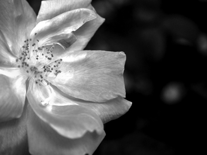 back to adoring beauty