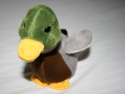 teddy duck