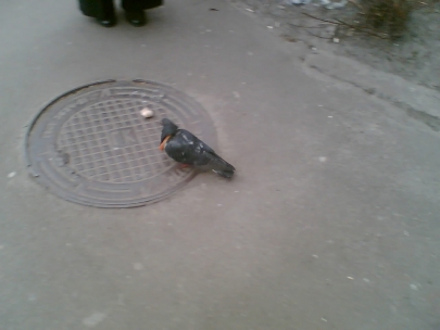 the dove with the bread-beads... not seen here, though