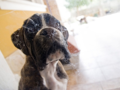 Bal�! The new Happyness of the house!