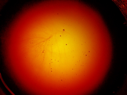 my tea looks at me...