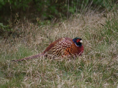 Watching and waiting to get freaked out and RUN !
