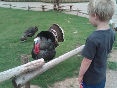 intrigued by creature of nature