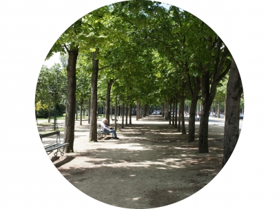 trees in paris