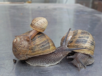 Papa Snail, Mama Snail and Baby Snail!!!