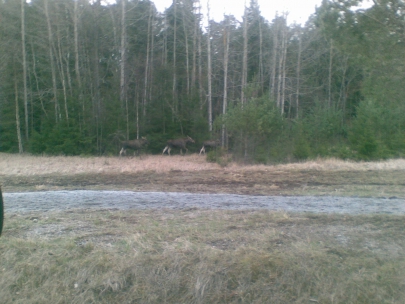fyra �lgar, four moose, vier elanden