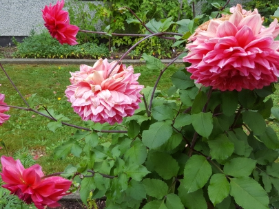 the verdant abundance of this place