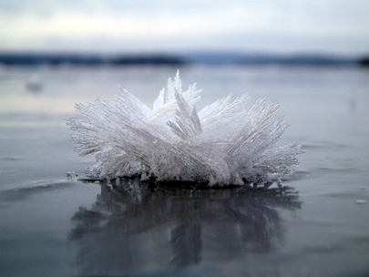 mist and cold create a rose of ice