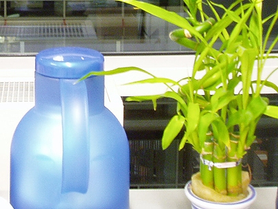 The plant has taken over the coffees front row