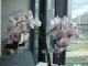 my lovely orchids at office